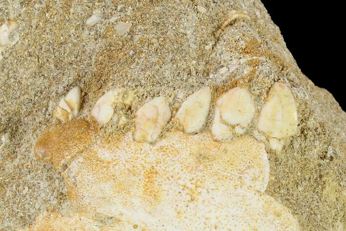 Fossil Fish (Eutrichiurides) Jaw Section in Rock - Morocco #134199